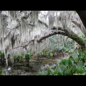 Meet your Posher, Iris deni